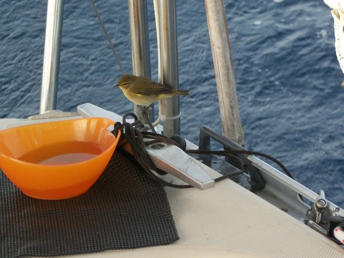 21 oct 2014 un p'tit oiseau sur Daltica en nav vers PENICHE en moteur (14).JPG (314.04 Kio) Consulté 20884 fois un p'tit compagnon de nav !!!!