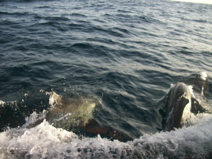 20 oct 2014 ROUTE VERS PENICHE( Portugal ) (28).JPG (458.82 Kio) Consulté 20887 fois nos autres compagnons de nav !!!! je ne m'en lasse pas !!!!!!