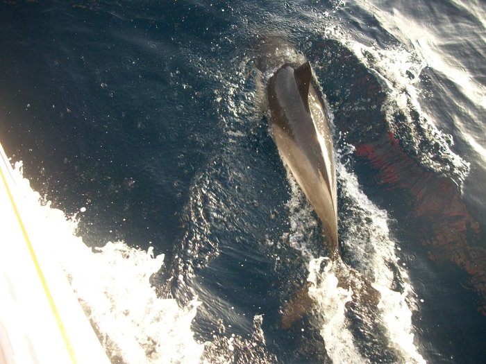 20 oct 2014 ROUTE VERS PENICHE ( Portugal ) (37).JPG (396.14 Kio) Consulté 42981 fois 20 oct 2014 ROUTE VERS PENICHE ( Portugal ) (37).JPG