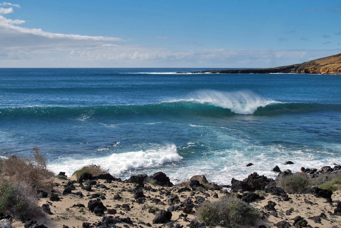 _DSF4307.JPG (789.5 Kio) Consulté 24660 fois petit coucou de l'ile de Graciosa