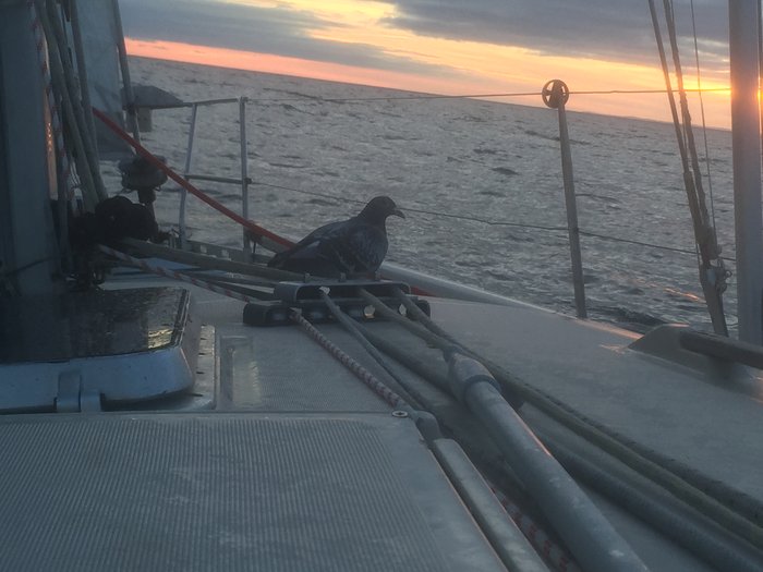 IMG_4661.JPG (1.26 Mio) Consulté 35569 fois Un passager épuisé... qui m'a laissé de beaux cadeaux le matin...