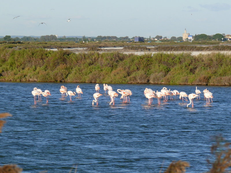 P1020177.JPG (1016.76 Kio) Consulté 7948 fois P1020177.JPG